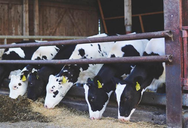 Kuehe fressen Tierwohl Milch NordseeMilch