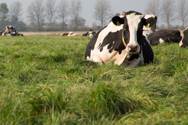 Tierwohl Milch