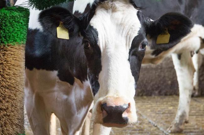 Tierwohl Milch