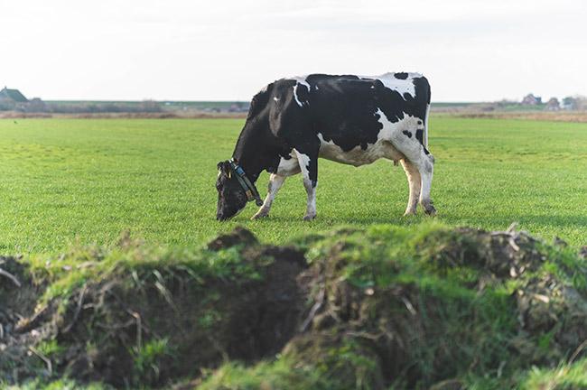 Tierschutz Tierwohl Milch Kuh auf der Weide auf Pellworm